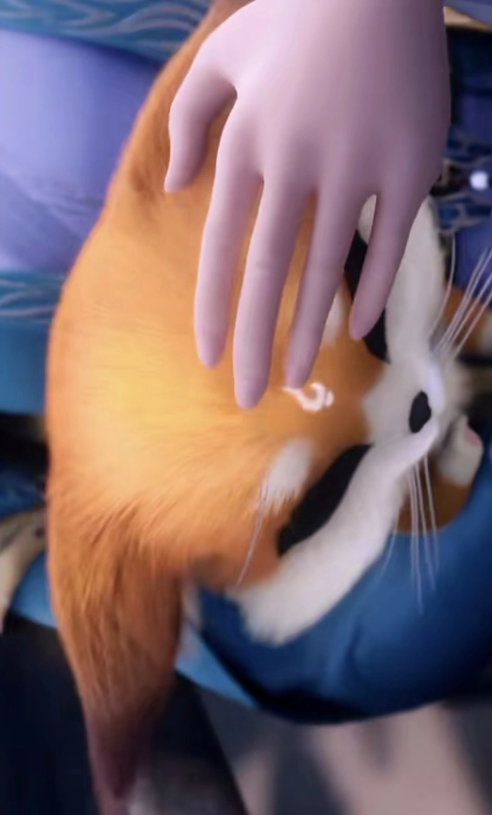 Hình ảnh Thôn Thôn cực cute