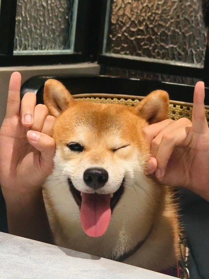 nét mặt cà khịa cười meme lêu lêu