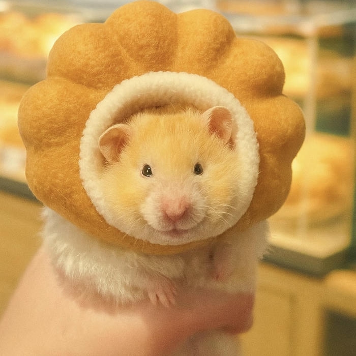 Ảnh hamster chibi với sắc thái sáng sủa