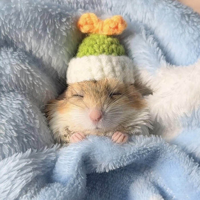 Bức ảnh hamster chibi được thể hiện tinh tế