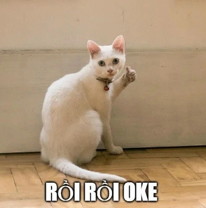 Hình ảnh meme ok hợp dùng trả lời chat nhanh
