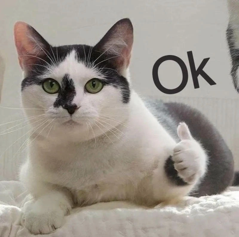 Hội thoại hằng ngày hợp dùng meme ok đơn giản